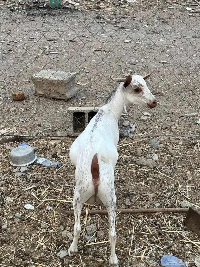 تيس مغفل لحم 0