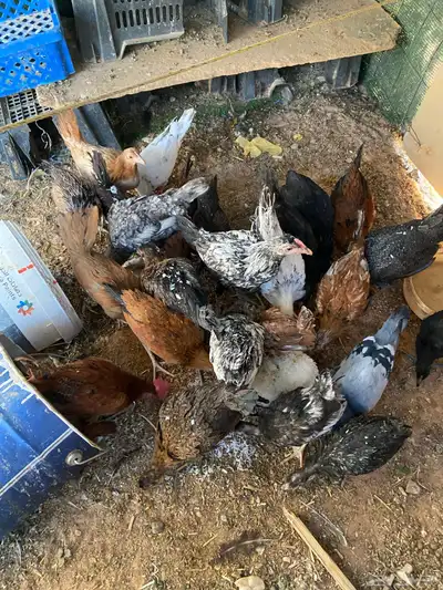 فروج للبيع 1