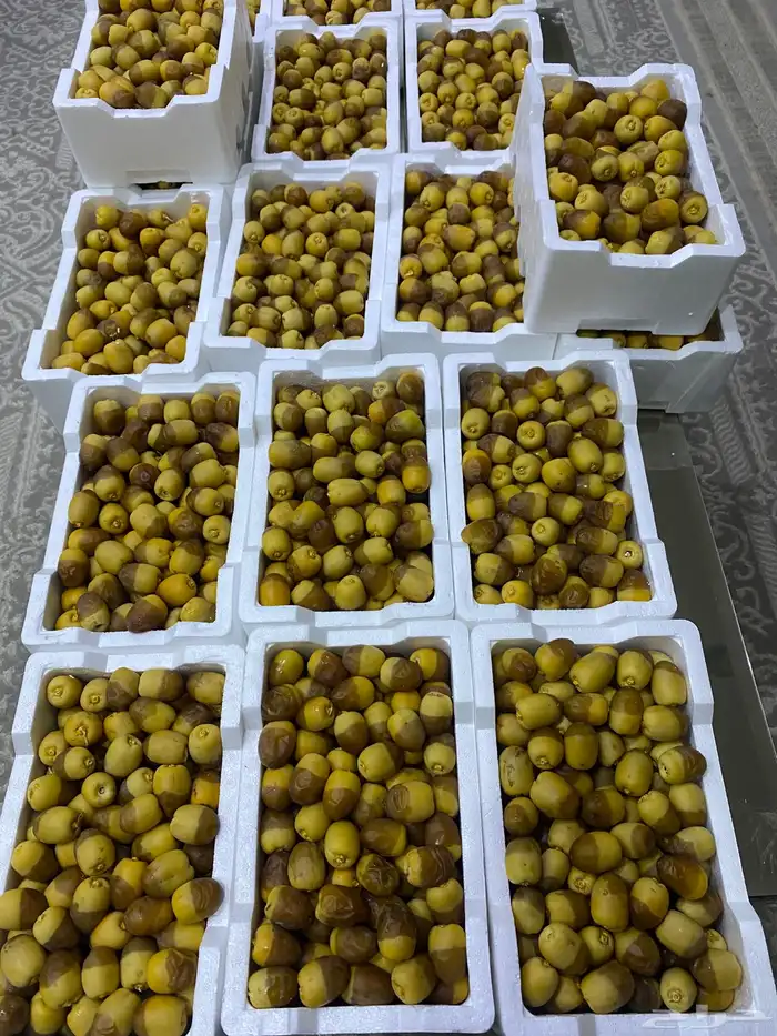 روثانه فاخره 5