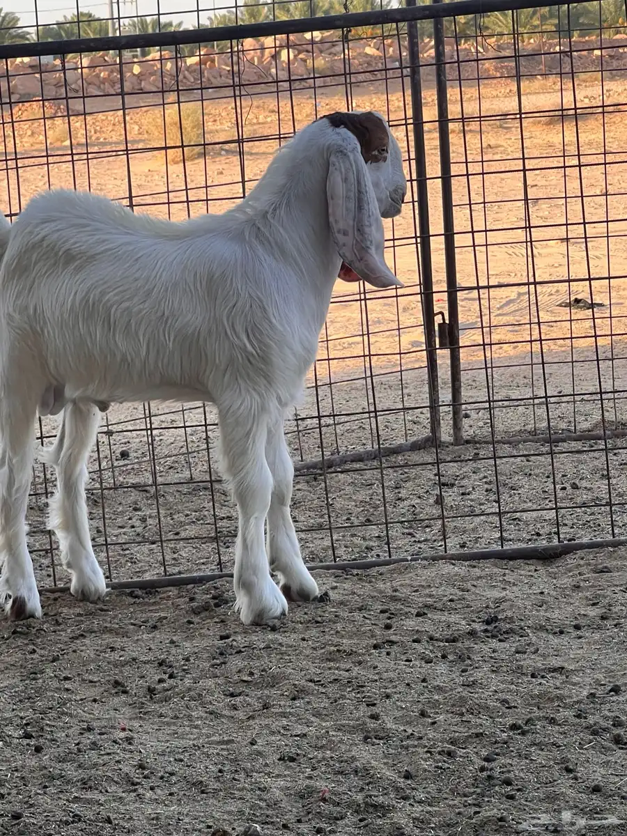 تيس مشروك مطور 3