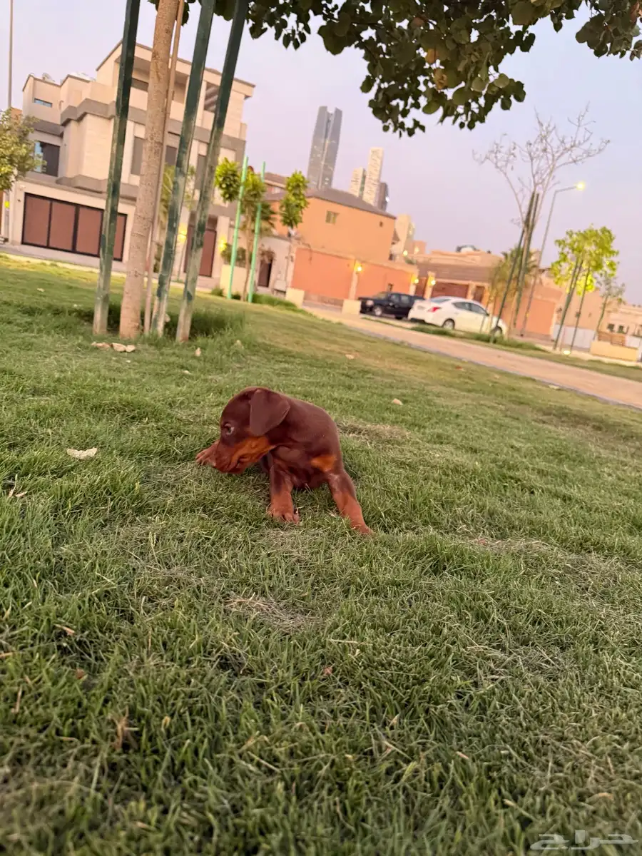Doberman for sale كلب دوبرمان للبيع index