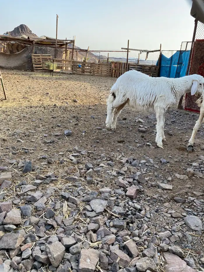 للبيع طلي 0