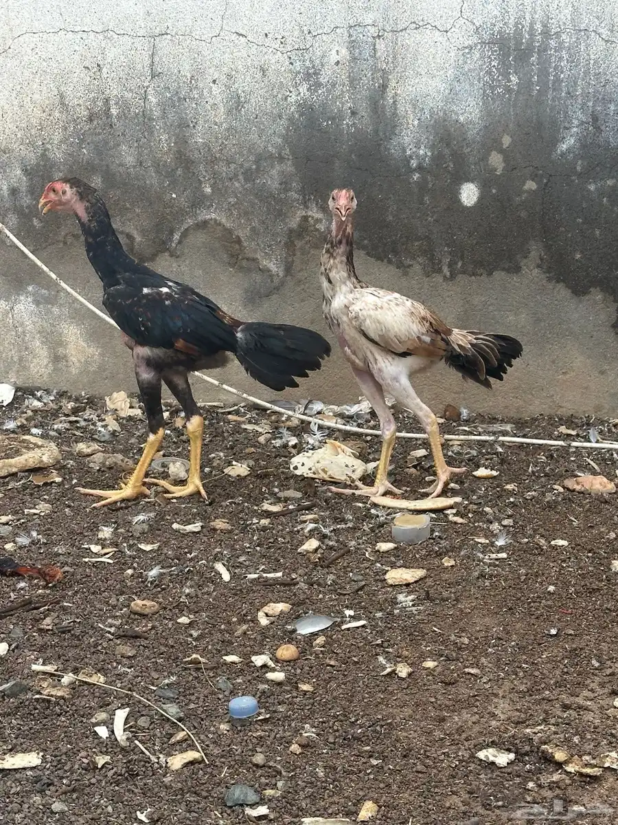 فروخ شامو دجاجه وديك 1