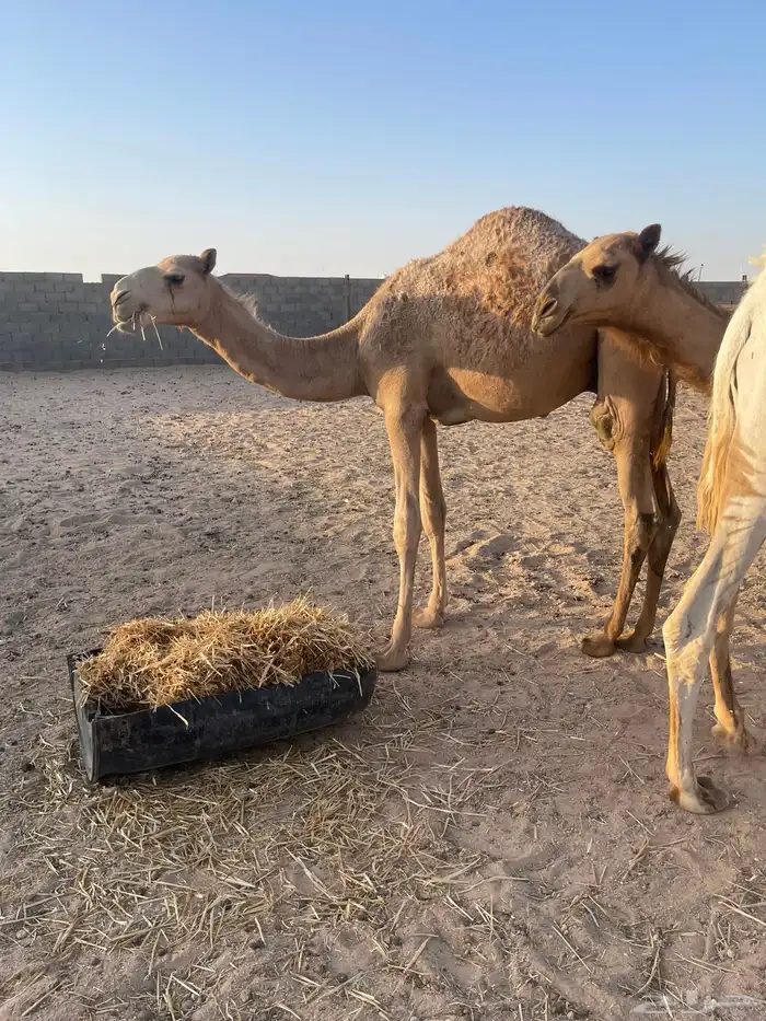قعود اشعل. تم البيع 2