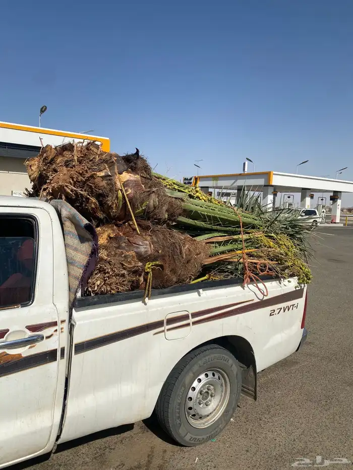 نخل البيع مثمر جميع انواع النخيل موقعك الدودمي عفيف الجمش 0