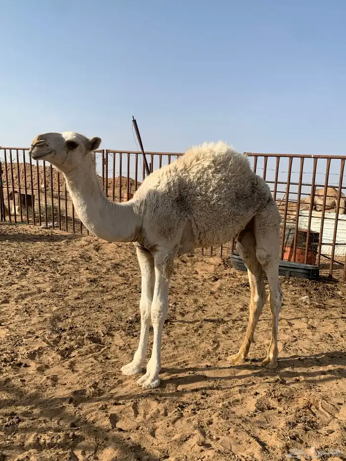 للبيع حاشي لبان 1