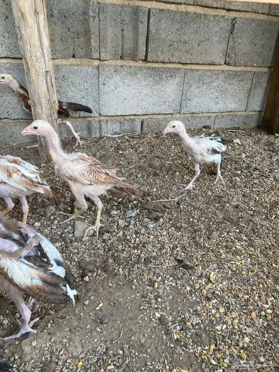 فروخ سندي 7