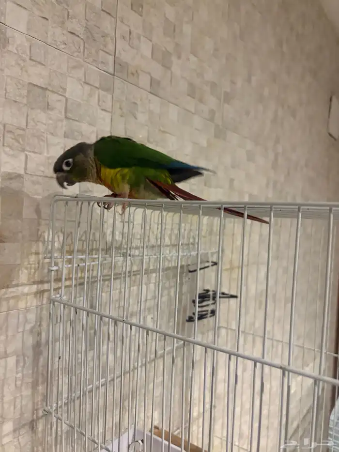 ببغاء كينيور 1