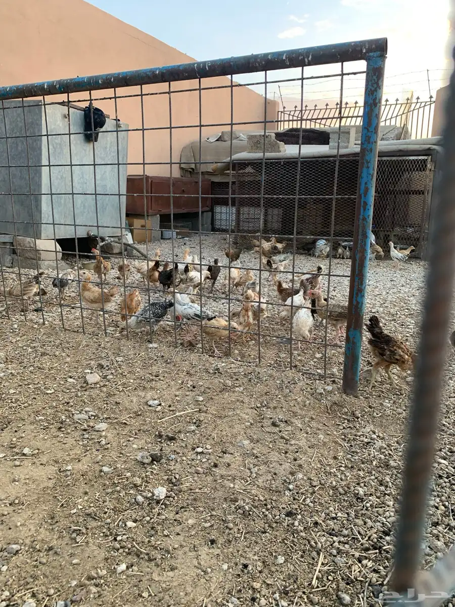 للبيع صوص بلدي فواتح 9