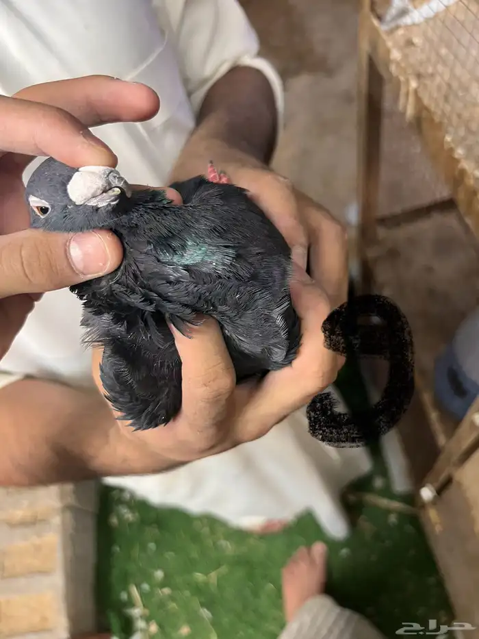 حمام هومر للبيع 18