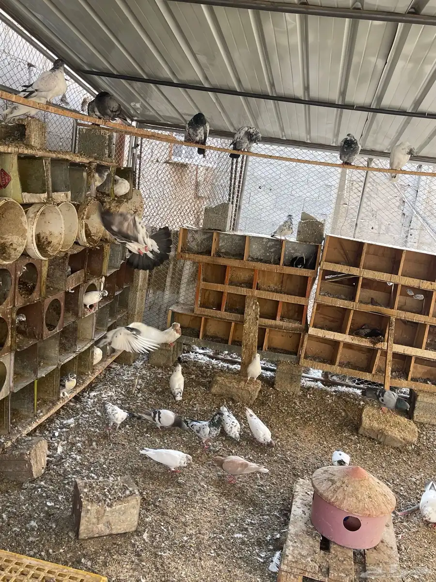 حمام أنواع مع شبك 4 4ونص وشبك ثاني صغير مع التنك و2برميل ماء 1