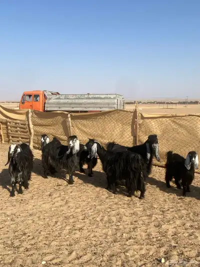 معزا عوارض 2