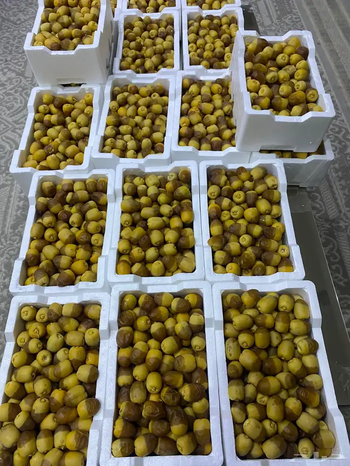 روثانه فاخره 4