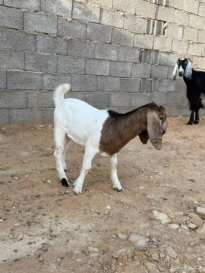 معزا للبيع 3
