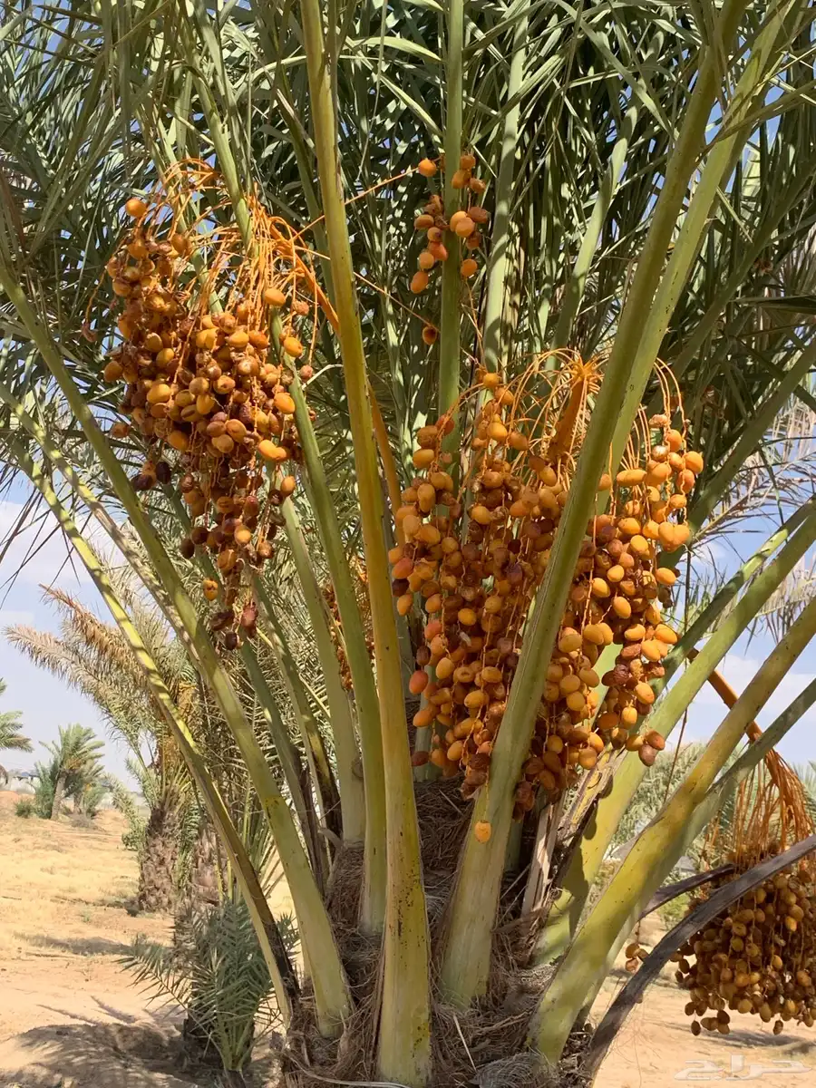 نخل مثمر للبيع السيل الصغير index