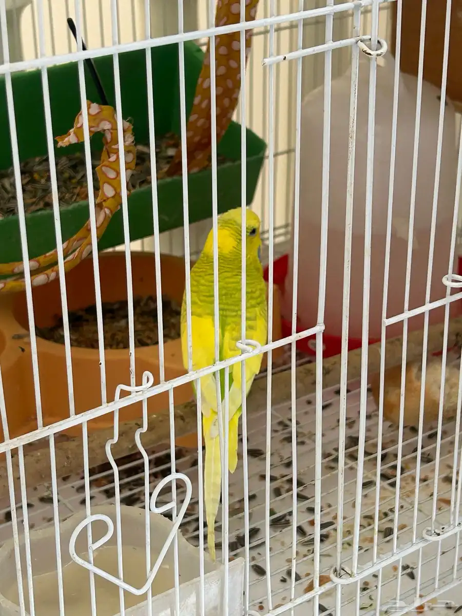 عصفور 2