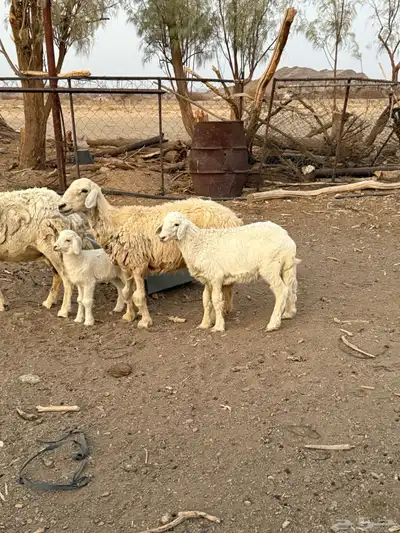 ضان ولد طيبات 3