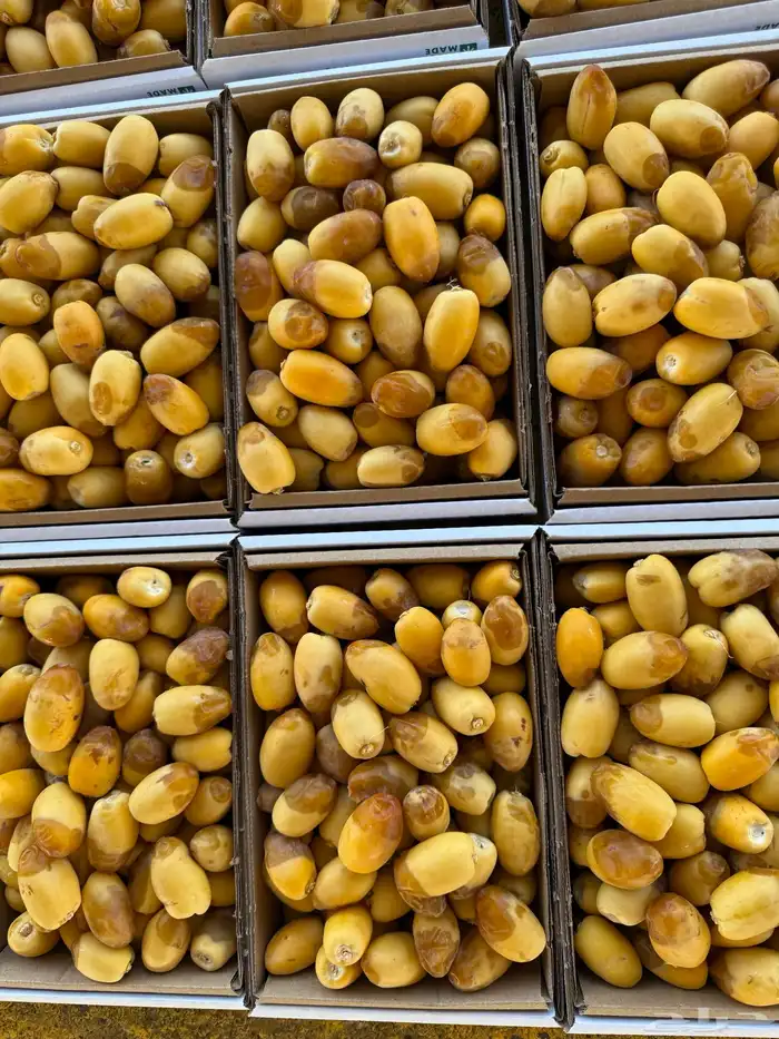 تمور القصيم تمور الفاخره 5