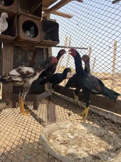 شامو الماني 0