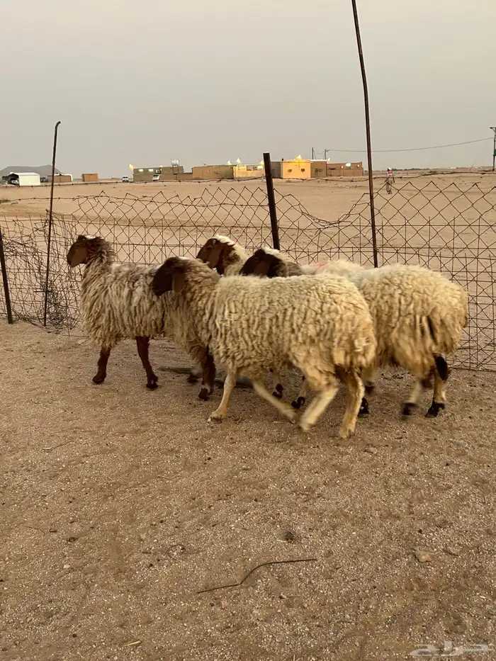 للبيع شياه طيبه 4