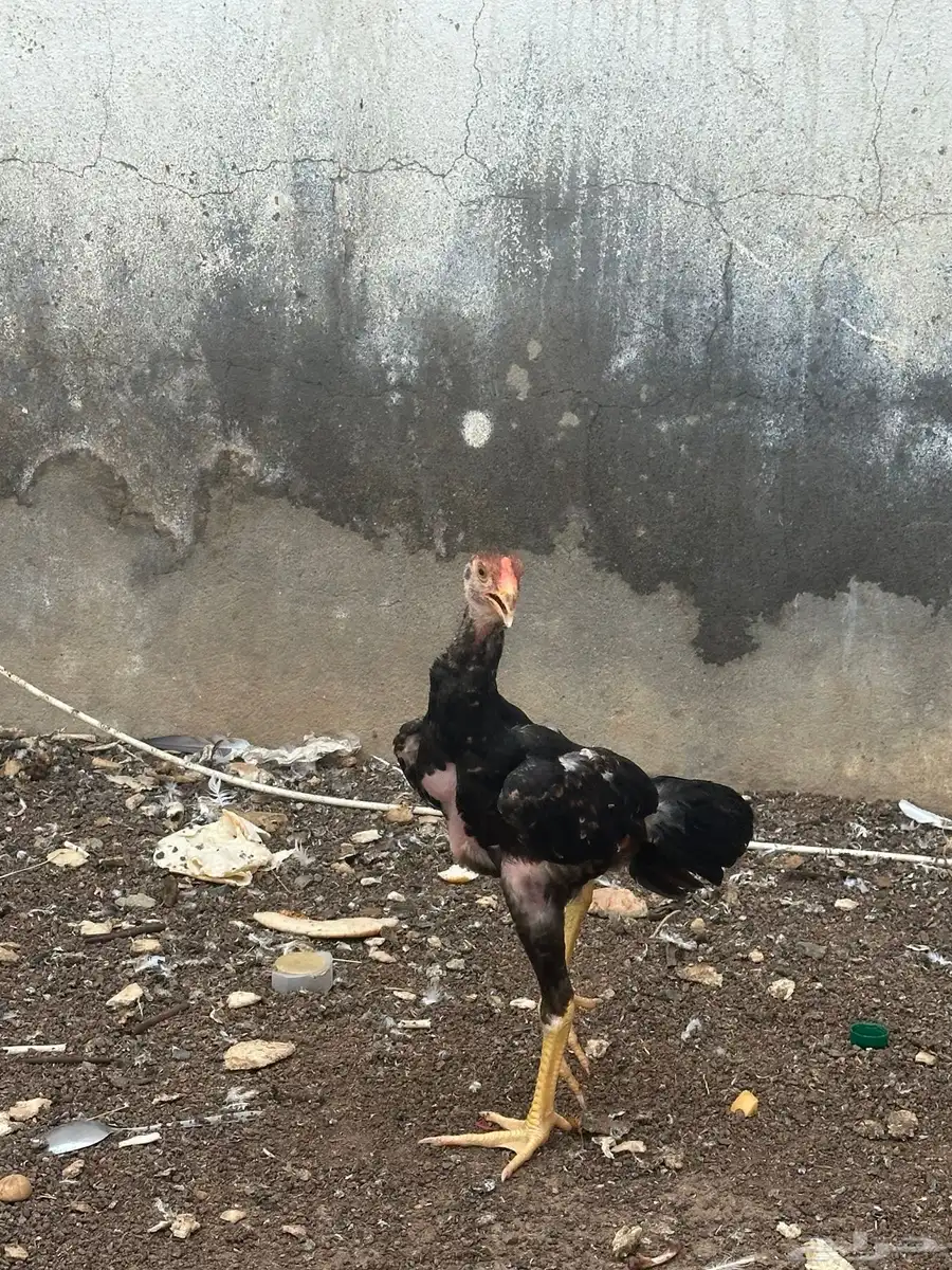 فروخ شامو دجاجه وديك 2