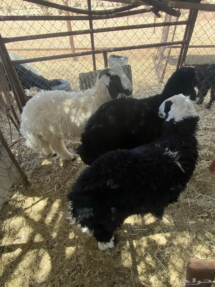 طليان سمان 2