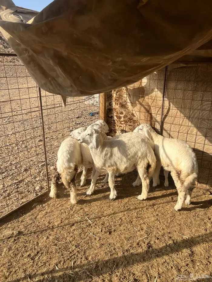 طليان حريه ( تم البيع ) دف 4