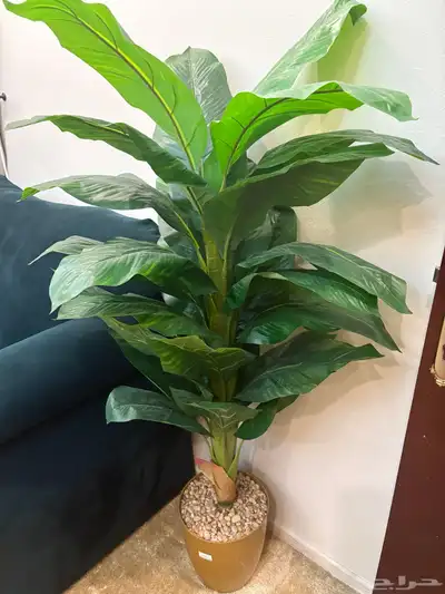 اثاث 1