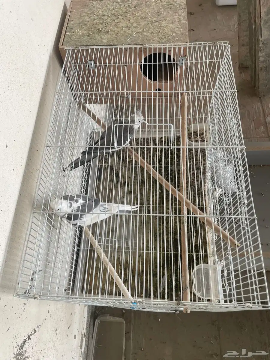 للبيع زوج كروان منتج ( كوكتيل ) 2