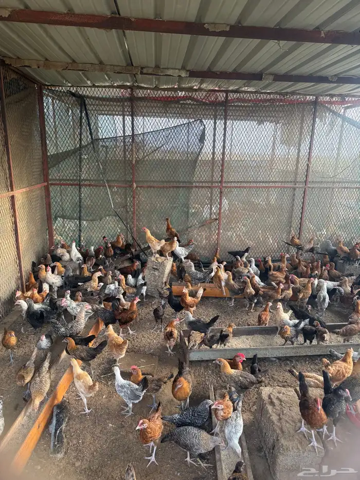 دجاج وديوك بلدي 650 حبه تقريبا عمر شهرين ونص 4