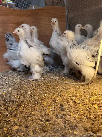 فروخ براهما كولبي 1