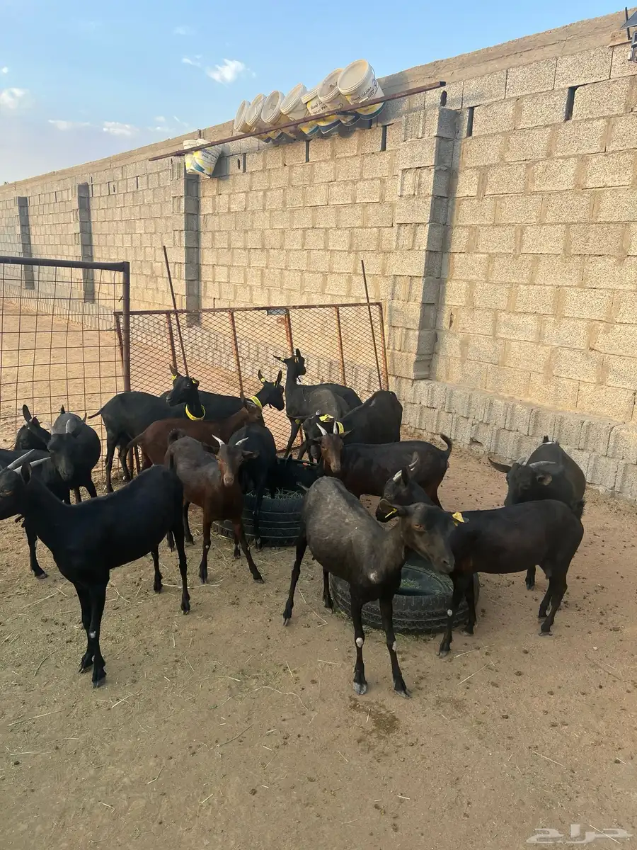 الماعز المورسيانو الأسباني 4
