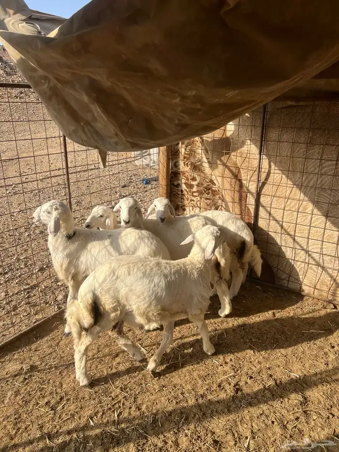 طليان حريه ( تم البيع ) دف 6