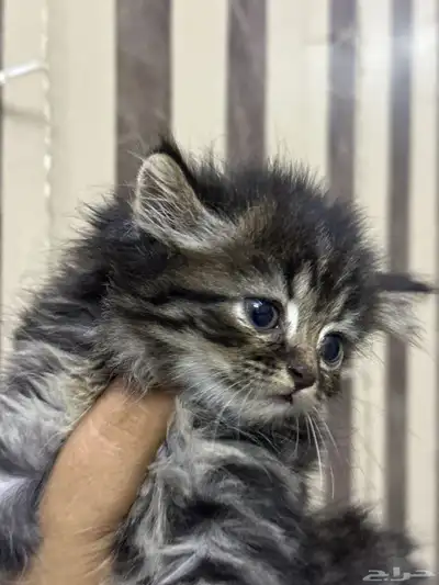 قط أنثى شيرازي 0