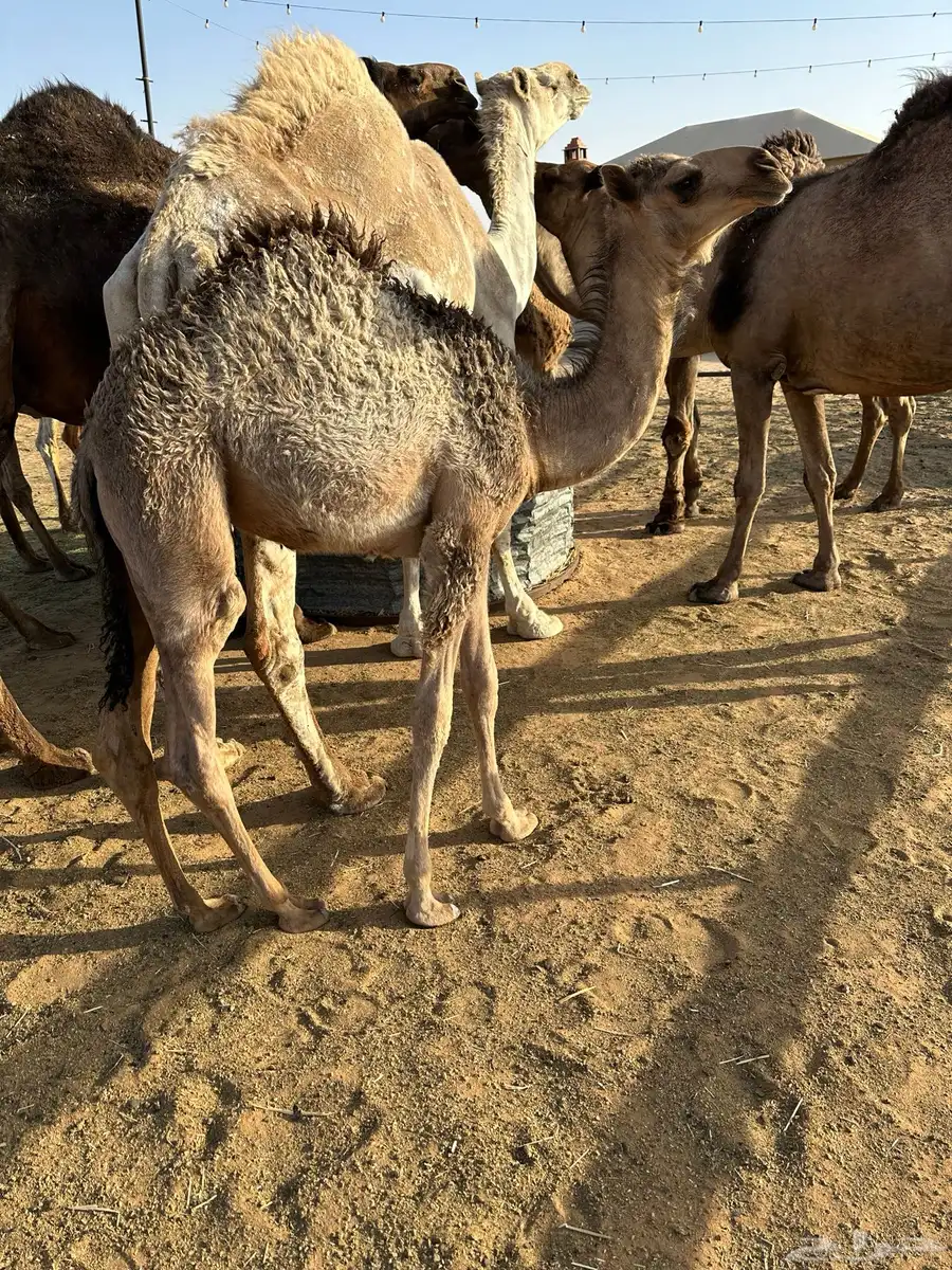 حواره شحم تحت أمها 2