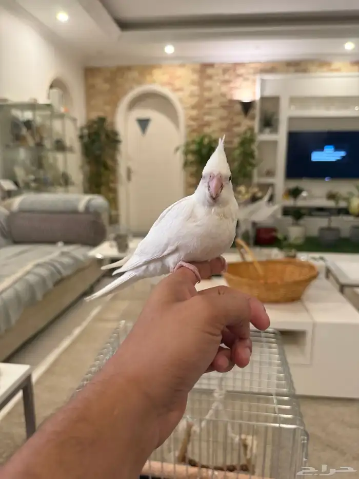 فرخ البينو بداية فطام الييف مجنوون غر 2