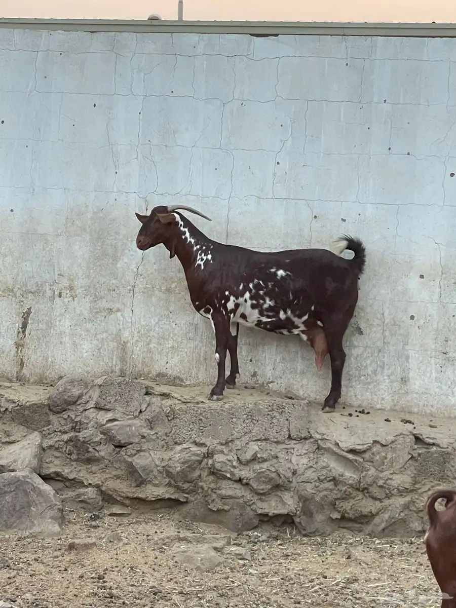 شاه صنف 1