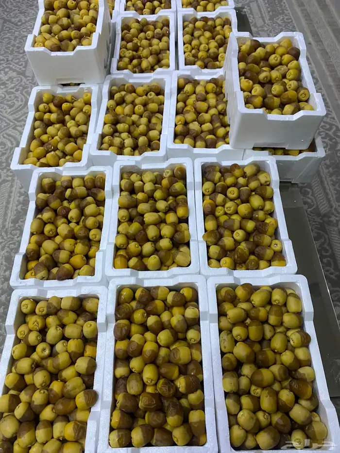 روثانه فاخره 3