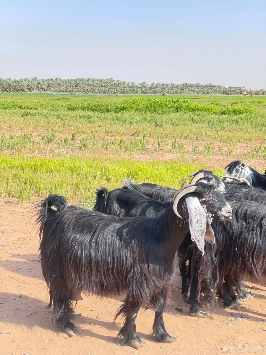 معزا عوارض فاخره 0