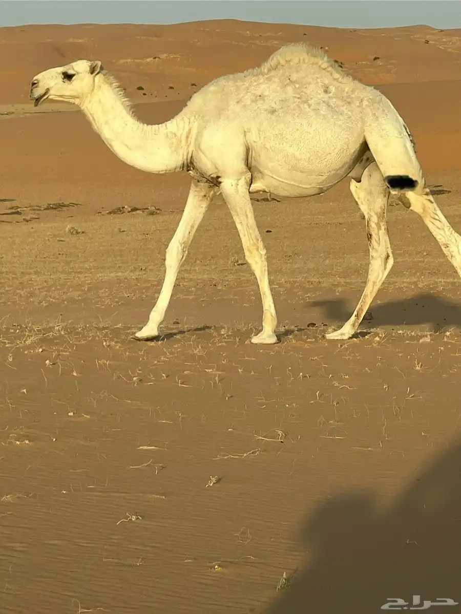 قعود قصب 0