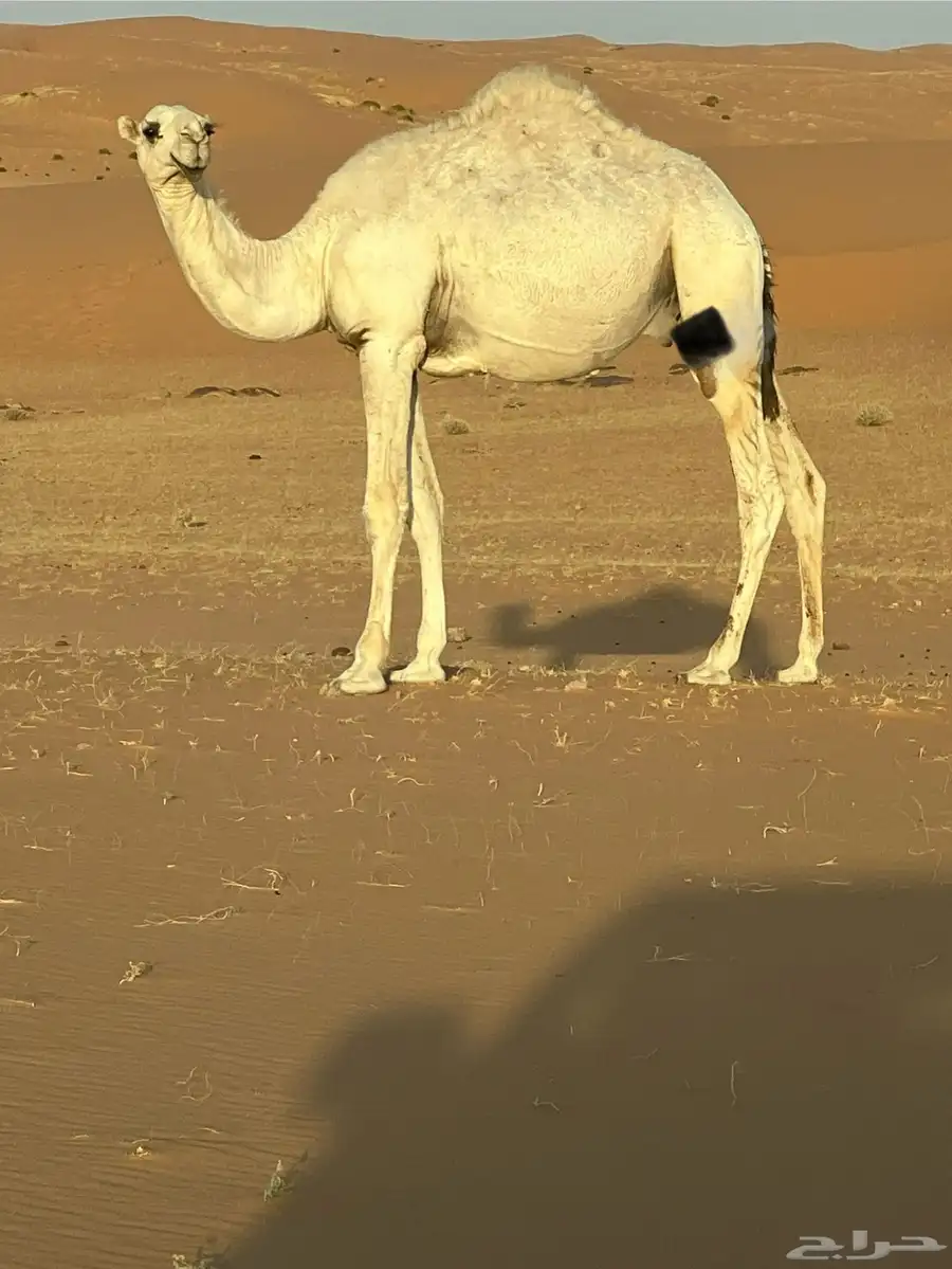قعود قصب 2