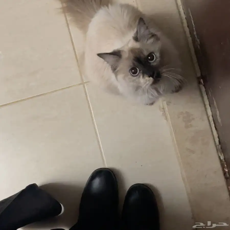 قطوه سيامي للتبني 3