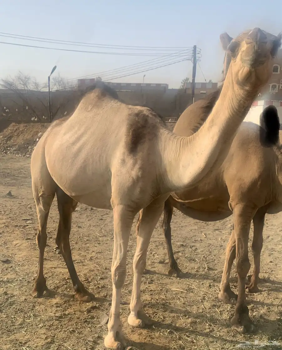 منقيه مسيوم فيها ب 9500 ثني 3