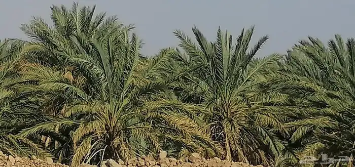 صيف مزرعه للبيع 0