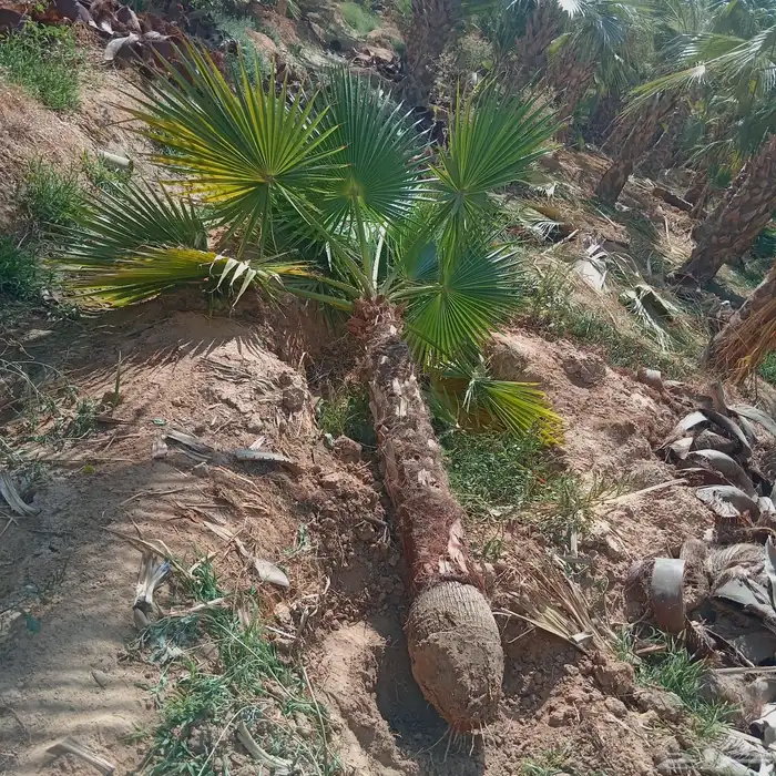 نخل واشنطن زينه 7