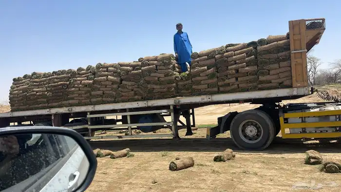 نجيل طبيعي 4