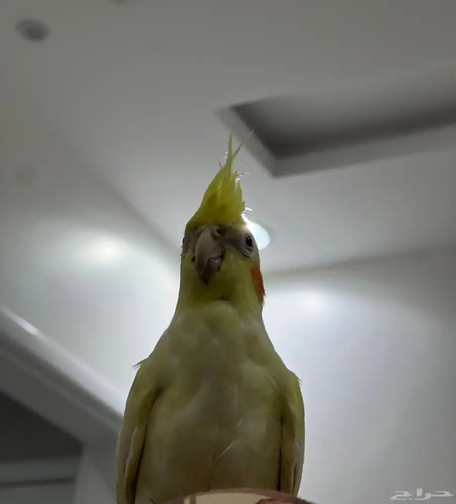 ببغاء للبيع .. 1