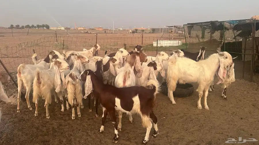 معزاء هولندية بنات بعض 0