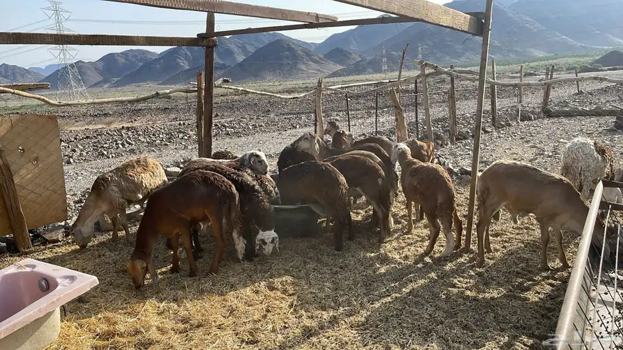 طليان سواكنى جذعان مرابي 1