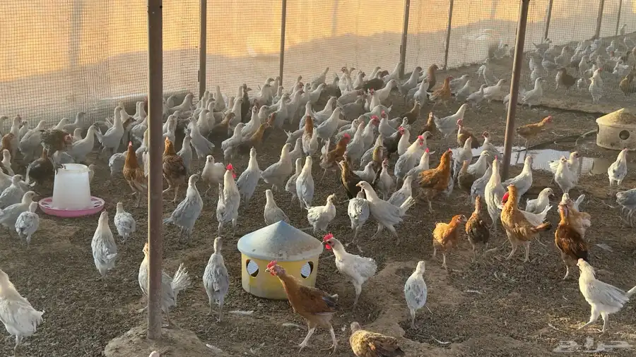 صوص بلدي وفيومي سوبر قولد عمر 3 شهور 5